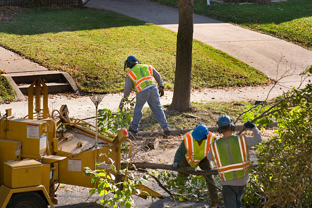 Best Palm Tree Trimming  in Monon, IN